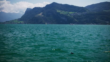 Friedlicher-Blick-Auf-Zwei-Enten,-Die-Zusammen-Am-Bergsee-Spielen---Hergiswil,-Schweiz,-Berge-In-4K
