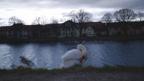 Close-Up-Portrait-of-Beautiful-Duck-Cleaning-Itself---Tübingen-Germany-Riverside-Nature-Park-with-Wildlife-in-4K