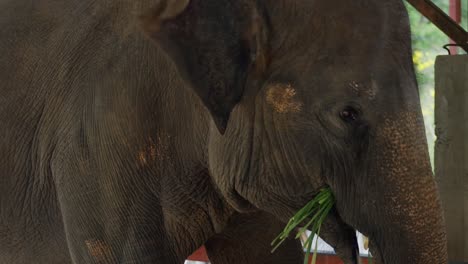 Fully-grown-elephant-swaying-while-eating