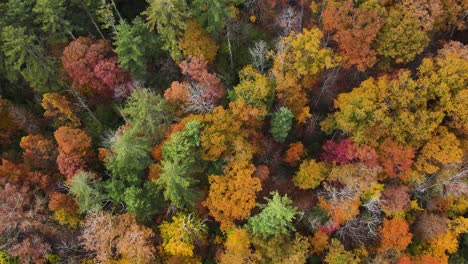Aerial-top-down-shot-flying-over-vibrant-and-colorful-trees-in-autumn