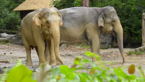 Ein-Paar-Asiatische-Elefanten-Nehmen-Bei-Regen-Im-Zoo-Von-Singapur-Schlamm-Auf