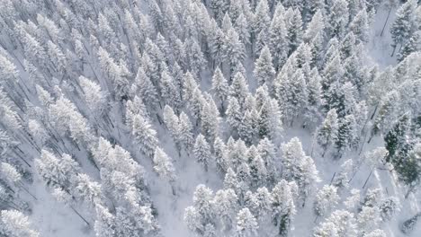 Aerial-above-snow-frosted-forest-in-montana-usa