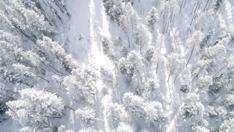 Mann-Läuft-Auf-Trail-In-Schneebedeckten-Bäumen-Im-Wald-Von-Bozeman,-Montana