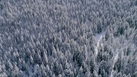 Luftaufnahme-Eines-Schneebedeckten-Waldes-In-Montana,-USA,-An-Einem-Sonnigen-Tag