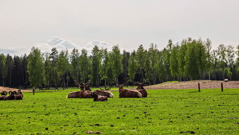 Timelapse-of-reindeer-sitting-and-grazing-on-open-field-on-sunny-day