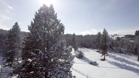 Aerial-pine-tree-covered-in-snow-on-a-winter-wonderland-ranch