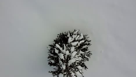 Top-Down-View-Over-A-Fir-Tree-Covered-And-Surrounded-By-A-Thick-Layer-Of-White-Snow,-Poiana-Brasov,-Romania