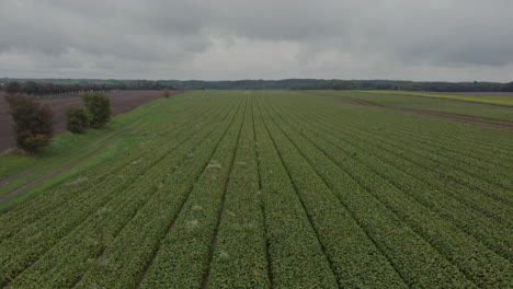 Drone-View-Of-A-Field