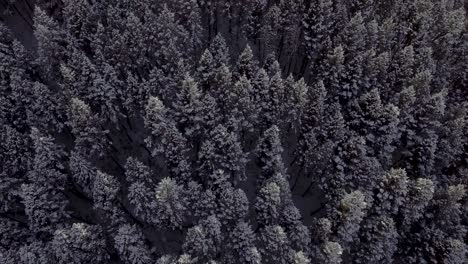 Trees-tilt-up-to-large-mountains-covered-in-snow-frosted-forests-in-bozeman-montana