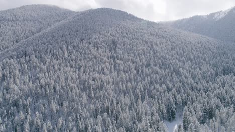 Neigen-Sie-Die-Antenne-Zum-Berg,-Der-Mit-Schneebedeckten-Bäumen-Bedeckt-Ist
