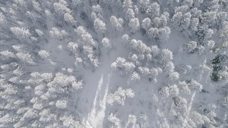 Luftaufnahmen-über-Verschneiten-Wäldern-In-Den-Wintermonaten-Neigen-Sich-Zum-Berg