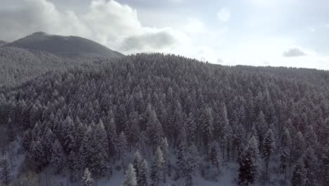 aerial-flying-over-tree-covered-forest-during-winter-season