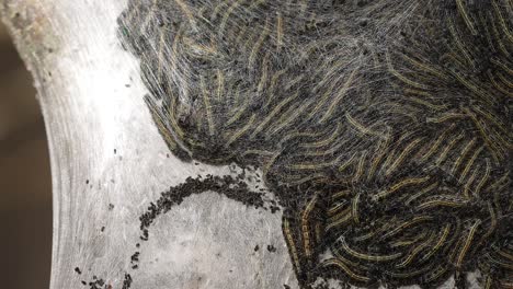 Close-up-of-a-colony-of-tent-caterpillars-within-a-silk-shelter-on-a-small-tree