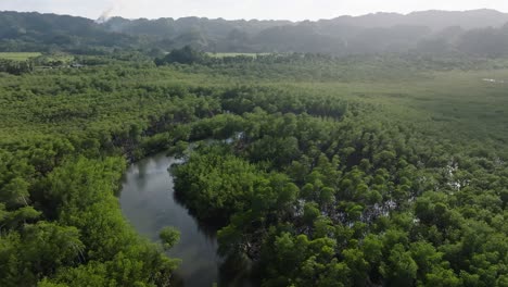 Fly-Over-Dense-Mangrove-Forest-And-River-In-Los-Haitises-National-Park,-Dominican-Republic