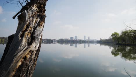 Shot-Of-Dry-Tree-With-Lake-And-Office-Buildings-On-Background-On-A-Sunny-Day