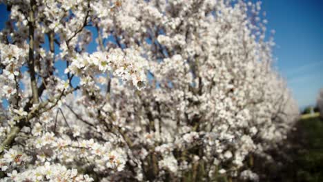 Mandelbaum-Blüht-Mit-Blumen