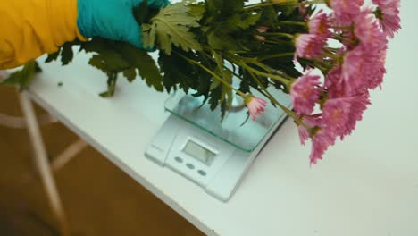 Florist-with-latex-gloves-weighing-a-bouquet-of-pink-flowers
