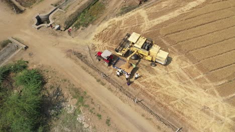 Rotierende-Luftdrohne-über-Einem-Gelben-Landwirtschaftlichen-Mähdrescher,-Der-An-Einem-Sonnigen-Tag-Reifen-Weizen-In-Einem-Traktor-Von-Einem-Großen-Weizenfeld-Sammelt