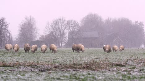 Static-shot-of-a-flock-of-sheep-grazing-in-the-middle-of-a-snow-storm-with-an-old-farm-house-and-barn-in-the-background,-slow-motion