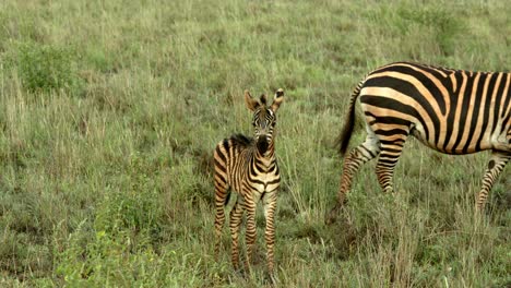 Mother-And-Child-Zebras-Grazing-Over-Savannah-Of-Tsavo-West-National-Park-In-Kenya