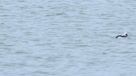 Male-Long-tailed-duck-swimming-in-water-and-looking-for-food,-overcast-day,-distant-medium-shot
