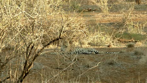 Leopardo-Perezoso-Descansando-En-El-Bosque-De-Arbustos-Salvajes-En-El-Parque-Nacional-Tsavo-West-En-Kenia