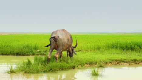 Asian-water-buffalo-enjoys-a-meal-of-green-grass-in-a-lush-rice-paddy-field,-against-a-stunning-blue-sky-backdrop