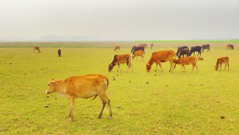 Vacas-Pastando-Pacíficamente-En-Una-Exuberante-Hierba-Verde-En-Un-Campo-Pintoresco