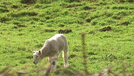 Spring-lamb-in-a-field-in-England