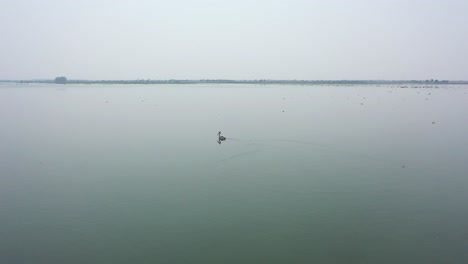 Aerial-drone-rotating-shot-over-crane-floating-over-the-lake-along-rural-countryside-during-evening-time