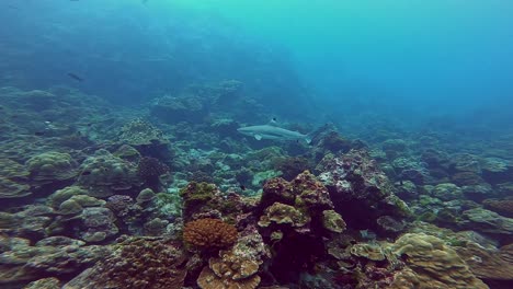 Schwarzspitzen-Riffhai-Schwimmt-über-Dem-Farbenfrohen-Riff-Mit-Einem-Hammerhai-Im-Hintergrund