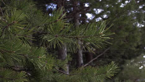 A-close-up-of-a-green-branch-with-pine-needles-in-the-middle-of-a-forest