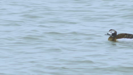 Female-Long-tailed-duck-swimming-in-water-and-looking-for-food,-overcast-day,-distant-medium-shot