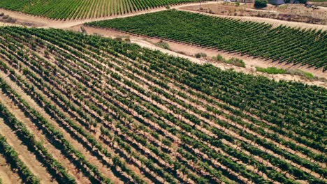 Low-cinematic-aerial-shot-showing-the-healthy-rows-of-vines-in-Fray-Jorge,-Limari-Valley,-Chile