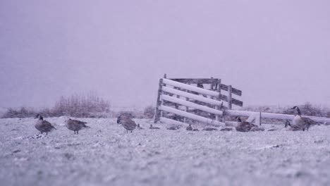 Low-static-shot-of-geese-standing-in-extreme-blowing-snow-storm-in-a-field-near-an-old-wooden-fence,-slow-motion