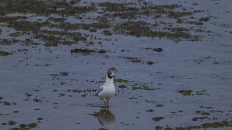 Black-headed-gull-scavenging-on-low-water,-low-tide,-static