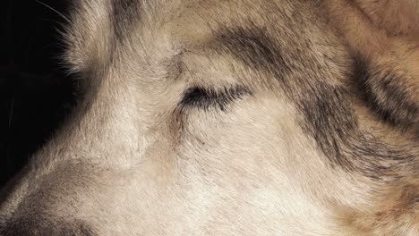 Close-up-shot-of-the-eye-of-a-white-and-grey-husky-dog-as-they-are-relaxing-and-falling-asleep-on-a-sunny-winter-day