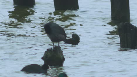 Eurasian-coot-flock-swimming-in-the-water-and-looking-for-food,-overcast-day,-distant-closeup-shot