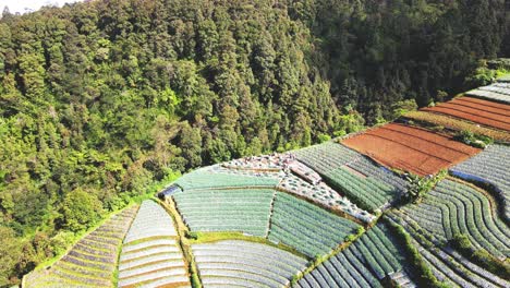Vista-Orbital,-Agricultores-Que-Trabajan-En-Campos-En-La-Ladera-De-La-Montaña-Cosechando-Cultivos,-Indonesia