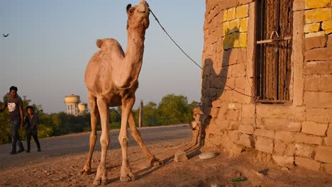 Vater-Und-Sohn-Kommen-Hinter-Einem-Gefesselten-Stehenden-Kamel-Vorbei