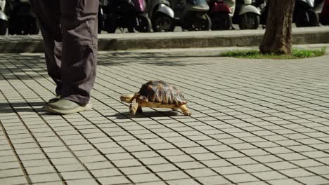 Man-walking-with-pet-tortoise-on-street-in-Taiwan-next-to-parked-scooters-and-mopeds