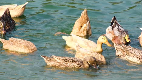 Close-view-of-differently-colored-ducks-in-wavy-water-in-Bangladesh
