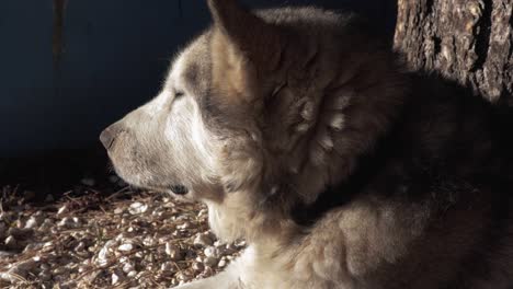 Animal-portrait-of-a-lovely-husky-dog-enjoying-the-sun