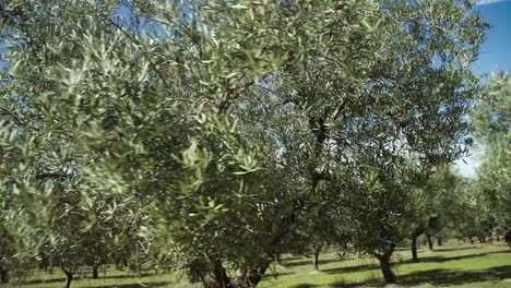Olive-trees-in-Spain-during-spring-in-Extremadura,-Spain