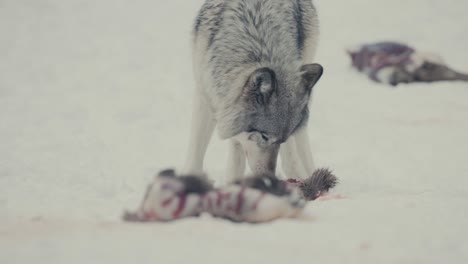 Portrait-Of-A-Gray-Wolf-Eat-Raw-Meat-In-The-Snow-Forest
