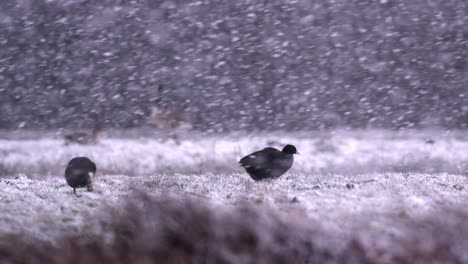 Black-Geese-Looking-for-Food-in-a-Snow-Storm