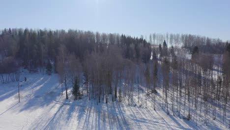 Drone-video-of-leafless-trees-in-a-snowy-grove