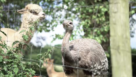 Medium-shot-of-an-ostrich-drinking-while-lama-is-looking-in-the-background