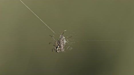 Orb-Web-Spider-With-Prey-Covered-With-Web-Against-Blurred-Background