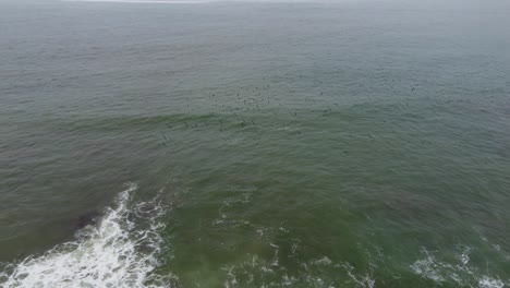 Drone-video-of-sea-birds-flying-near-the-ocean-shore